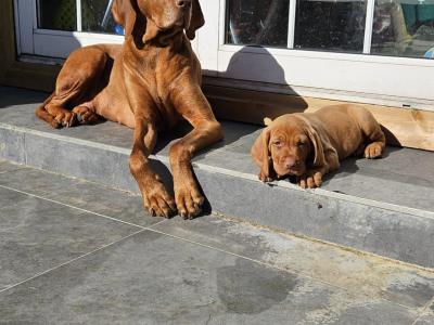 IKC Registered 12 week old Hungarian Vizsla puppies in Louth