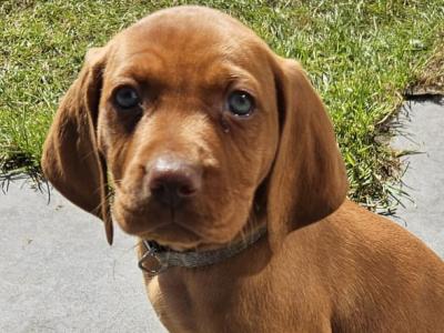 IKC Registered 12 week old Hungarian Vizsla puppies in Louth