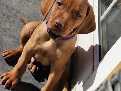 IKC Registered 12 week old Hungarian Vizsla puppies in Louth