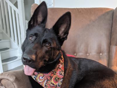 Intelligent and protective black female German Shepherd in Wicklow