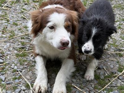 Border Collie puppies in Kildare
