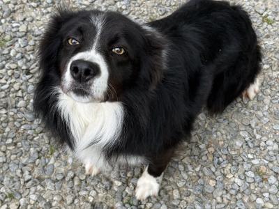 Border Collie puppies in Kildare