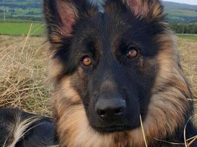 IKC Registered Pedigree German Shepherd World Champions Lineage