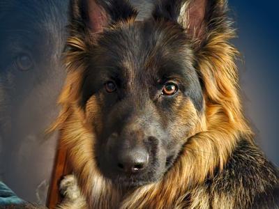 IKC Registered Pedigree German Shepherd World Champions Lineage