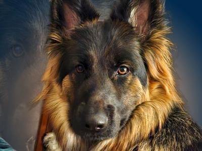 IKC Registered Pedigree German Shepherd World Champions Lineage