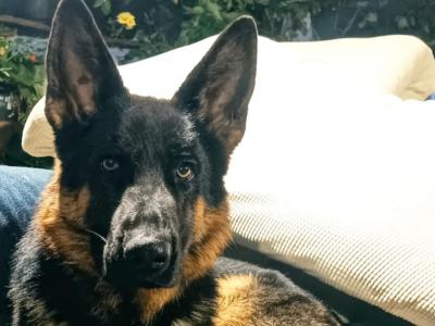 IKC Registered Pedigree German Shepherd World Champions Lineage