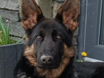 IKC Registered Pedigree German Shepherd World Champions Lineage