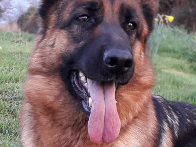 IKC Registered Pedigree German Shepherd World Champions Lineage