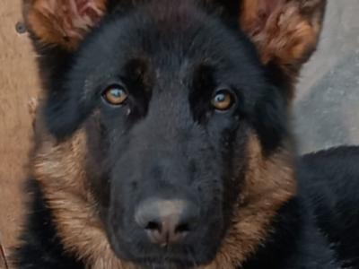 IKC Registered Pedigree German Shepherd World Champions Lineage