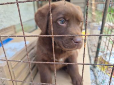 Blue eye male Labrador puppy left for sale in Limerick