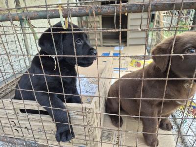 Blue eye male Labrador puppy left for sale in Limerick