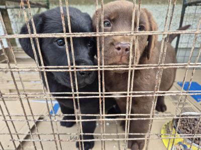 Blue eye male Labrador puppy left for sale in Limerick