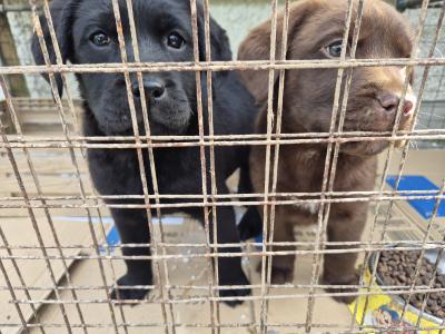 Blue eye male Labrador puppy left for sale in Limerick