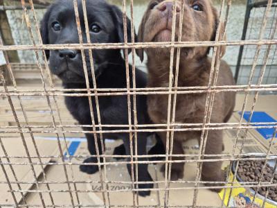 Blue eye male Labrador puppy left for sale in Limerick