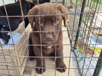 Blue eye male Labrador puppy left for sale in Limerick