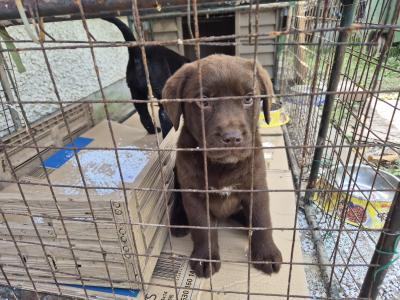 Blue eye male Labrador puppy left for sale in Limerick
