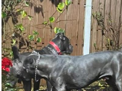 Beautiful and rare IKC Registered Cane Corso puppies in Wexford