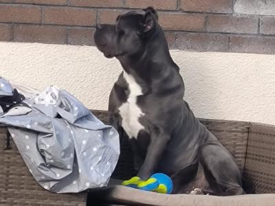 Beautiful and rare IKC Registered Cane Corso puppies in Wexford