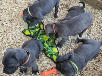 Beautiful and rare IKC Registered Cane Corso puppies in Wexford