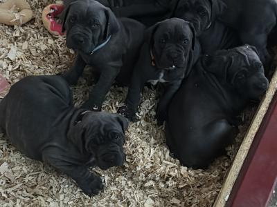 Beautiful and rare IKC Registered Cane Corso puppies in Wexford