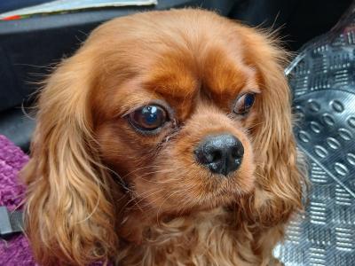 IKC Registered Ruby Cavalier King Charles