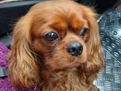 IKC Registered Ruby Cavalier King Charles Spaniel for stud in Donegal