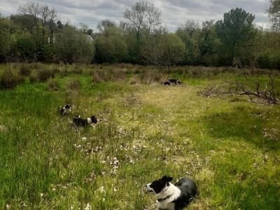 Beautiful Purebred Border Collie puppies for sale in Cavan