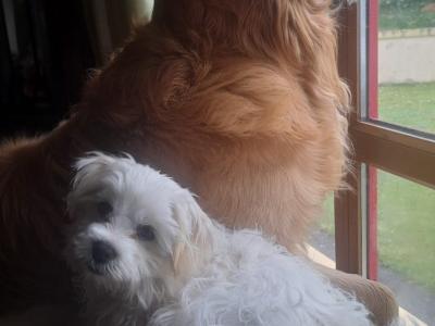Maltese X puppies in Sligo