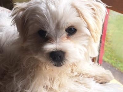 Maltese X puppies in Sligo
