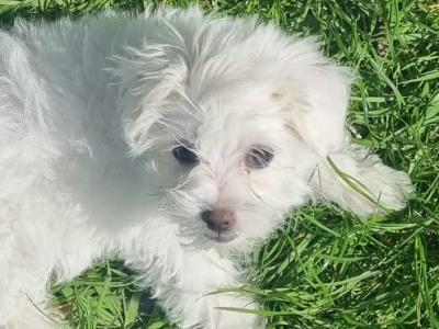 Maltese X puppies in Sligo