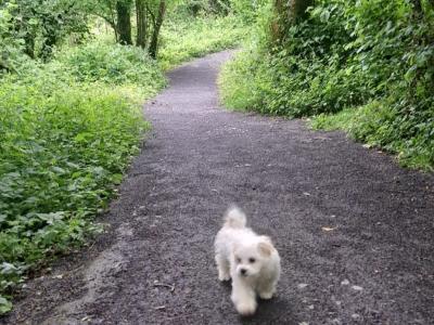 Maltese X puppies in Sligo
