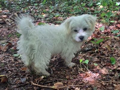 Maltese X puppies in Sligo