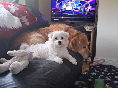 Maltese X puppies in Sligo