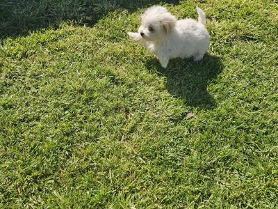 Maltese X puppies in Sligo