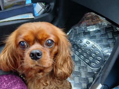 IKC Registered Ruby Cavalier King Charles Spaniel for stud in Donegal
