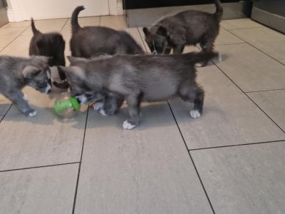 Only one female Husky puppy left in Wexford