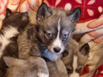 Only one female Husky puppy left in Wexford