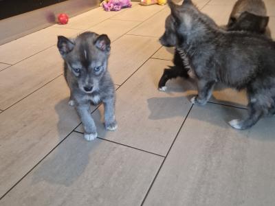 Only one female Husky puppy left in Wexford