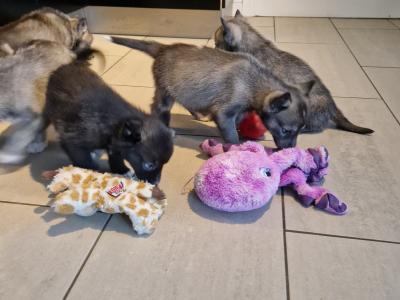 Only one female Husky puppy left in Wexford