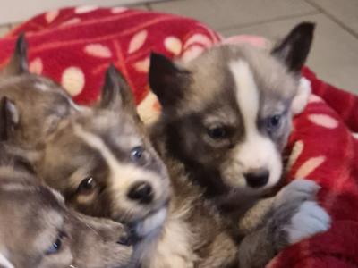 Only one female Husky puppy left in Wexford