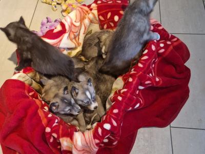 Only one female Husky puppy left in Wexford