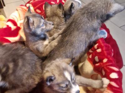 Only one female Husky puppy left in Wexford