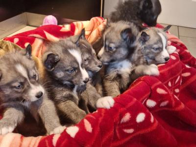 Only one female Husky puppy left in Wexford