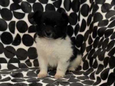 Long Coat Chihuahua puppies in Limerick