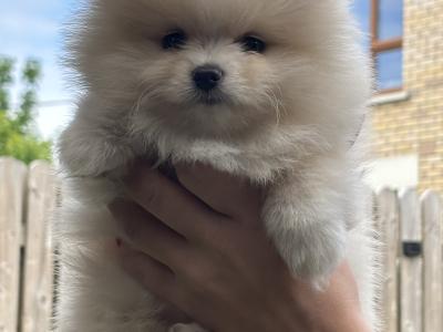 Beautiful female Pomeranian puppies 🐻‍❄️🐾 in Dublin