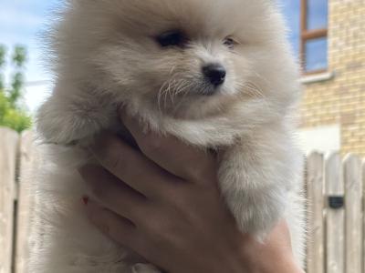 Beautiful female Pomeranian puppies 🐻‍❄️🐾 in Dublin