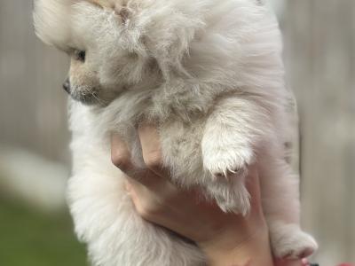 Beautiful female Pomeranian puppies 🐻‍❄️🐾 in Dublin
