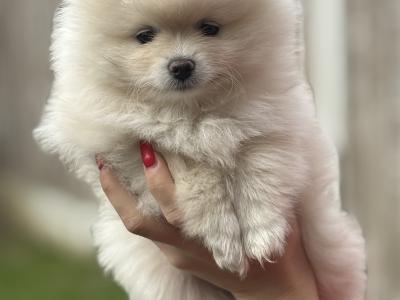 Beautiful female Pomeranian puppies 🐻‍❄️🐾 in Dublin