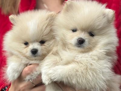 Beautiful female Pomeranian puppies 🐻‍❄️🐾 in Dublin