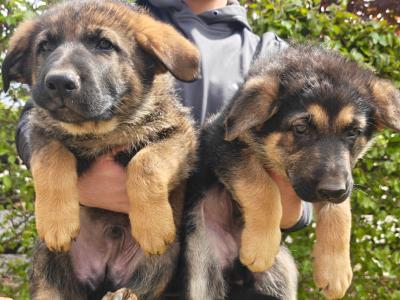German Shepherd puppies in Kildare
